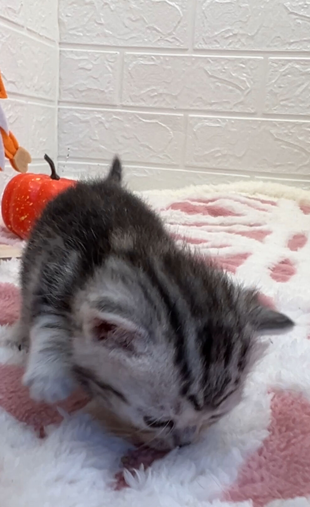 エキゾチックショートヘア　オモチ　きいろちゃん
