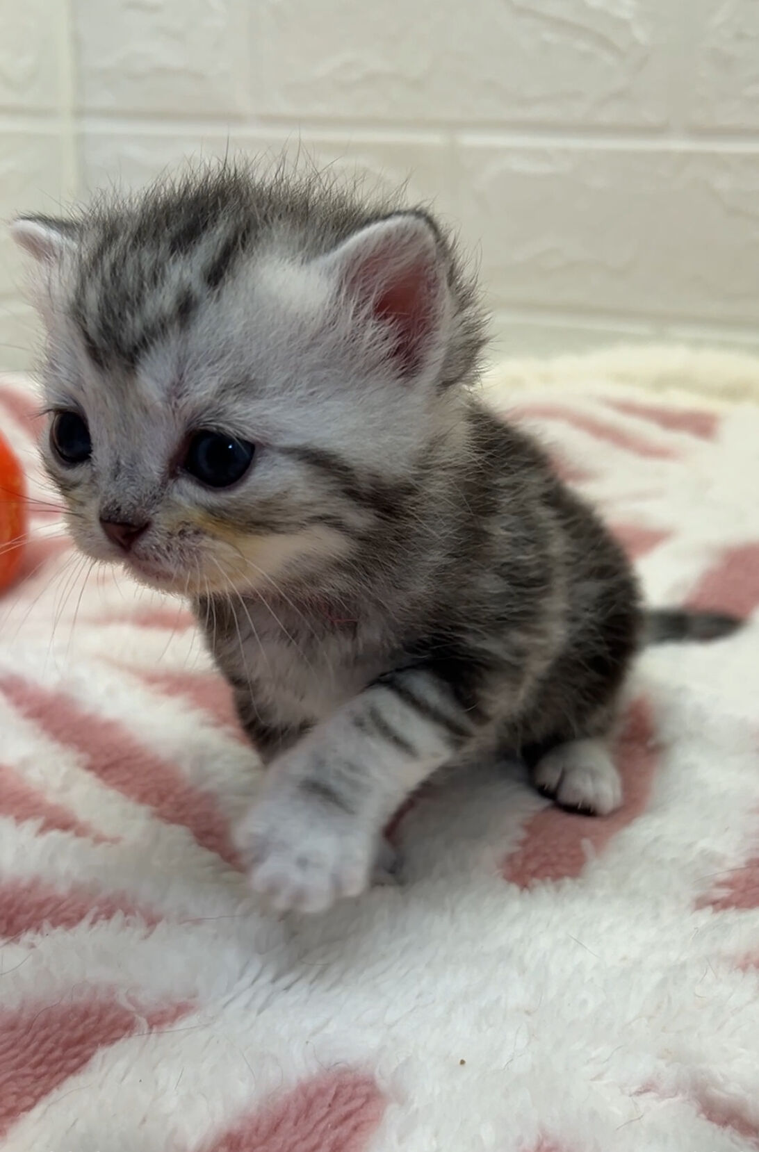 エキゾチックショートヘア　オモチ　きいろちゃん