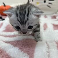 画像12552：エキゾチックショートヘア<br>　オモチ　きいろちゃん