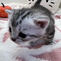 画像12553：エキゾチックショートヘア<br>　オモチ　きいろちゃん