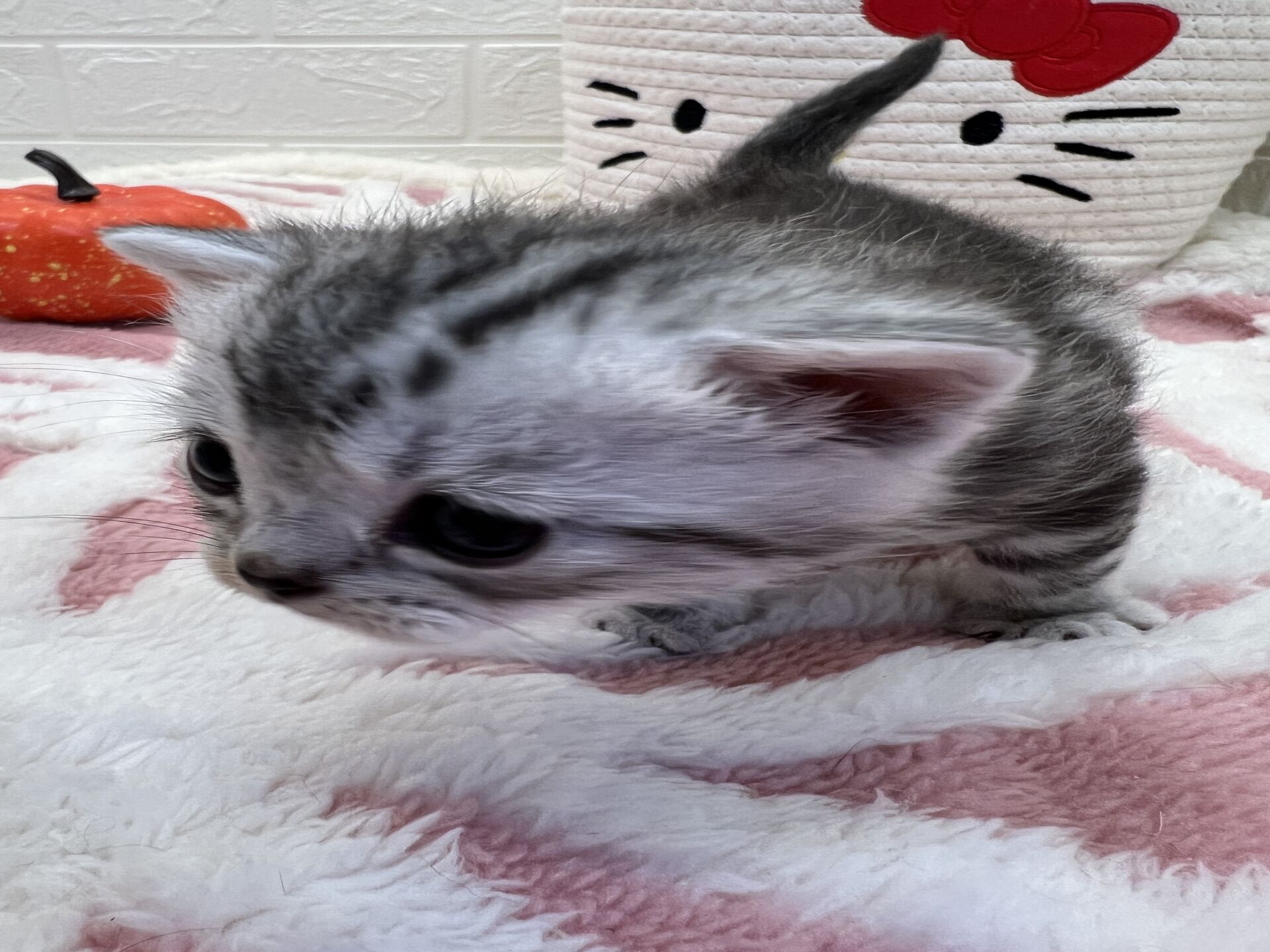 エキゾチックショートヘア　オモチ　きいろちゃん