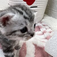 画像12554：エキゾチックショートヘア<br>　オモチ　きいろちゃん