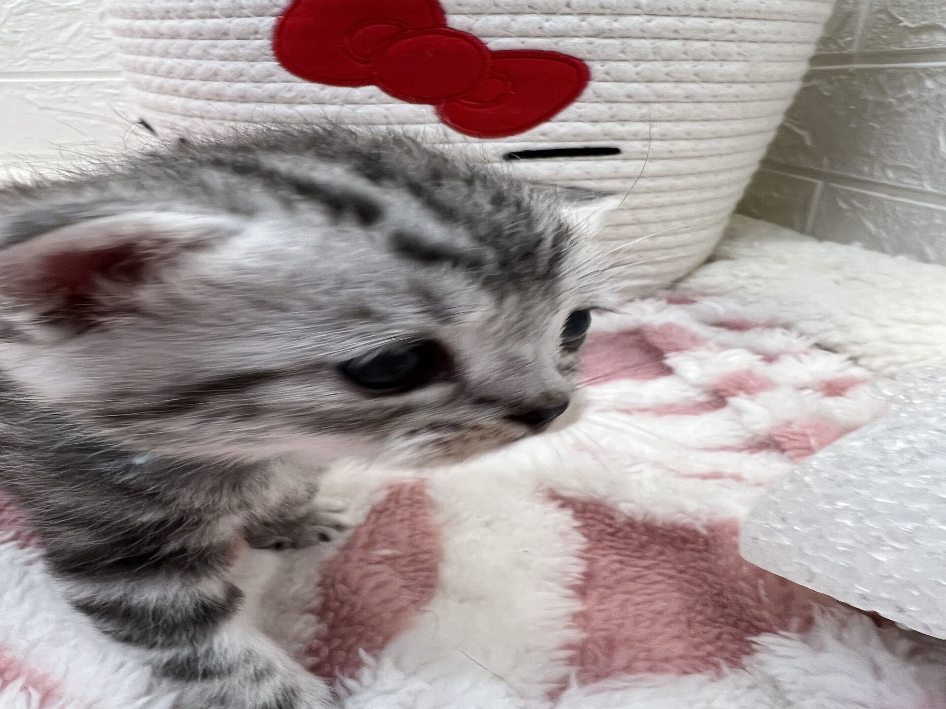 エキゾチックショートヘア　オモチ　きいろちゃん