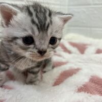 画像12555：エキゾチックショートヘア<br>　オモチ　きいろちゃん