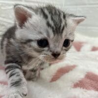 画像12556：エキゾチックショートヘア<br>　オモチ　きいろちゃん