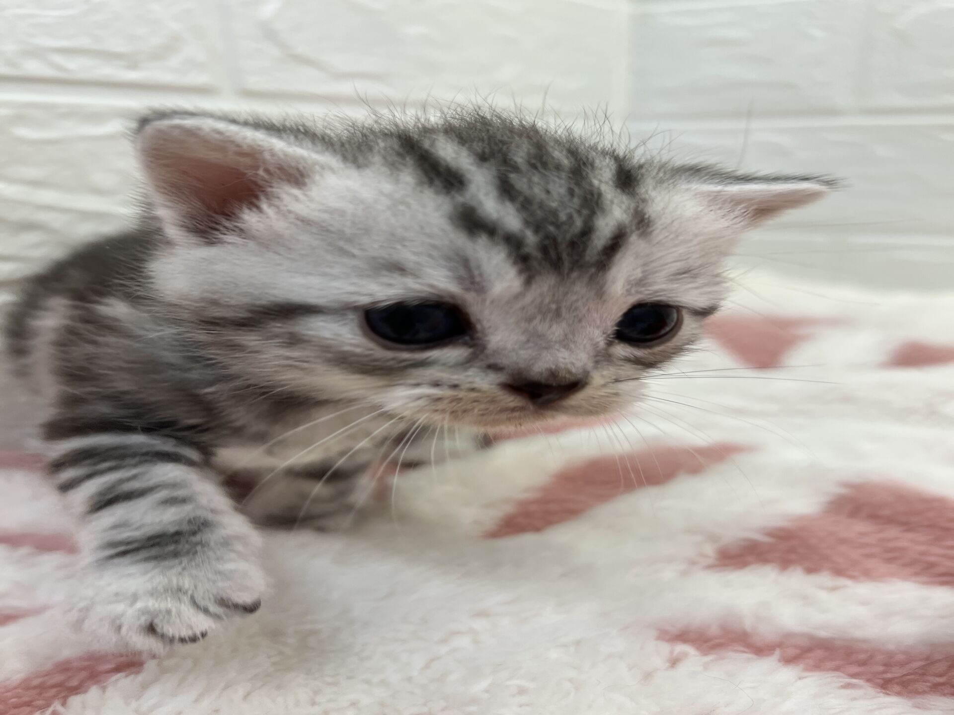 エキゾチックショートヘア　オモチ　きいろちゃん