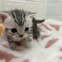 画像12558：エキゾチックショートヘア<br>　オモチ　きいろちゃん