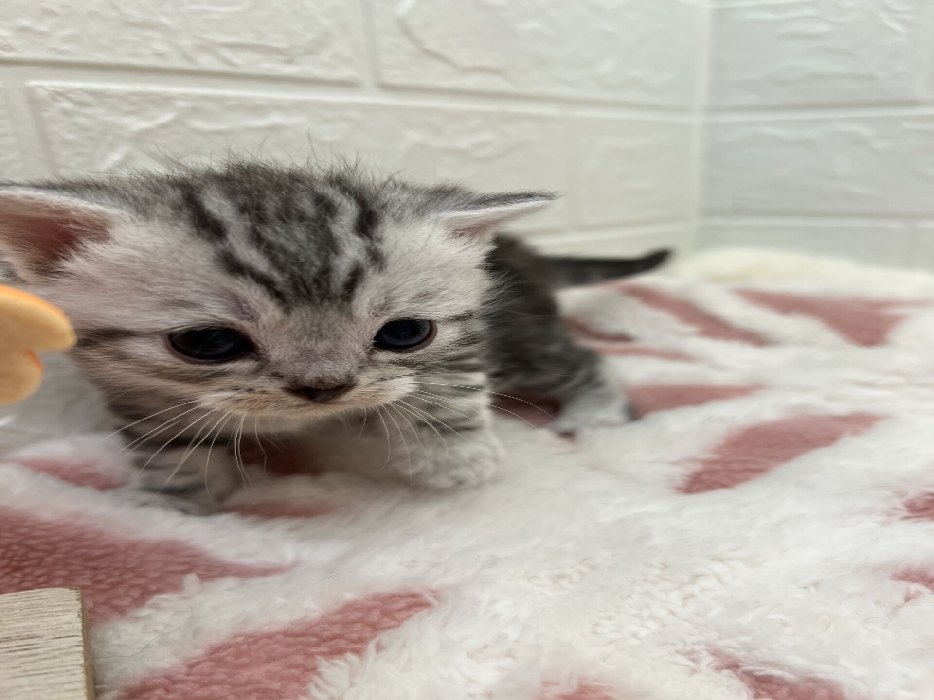 エキゾチックショートヘア　オモチ　きいろちゃん