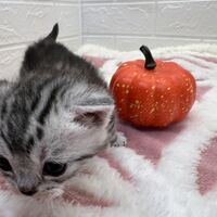 画像12559：エキゾチックショートヘア<br>　オモチ　きいろちゃん
