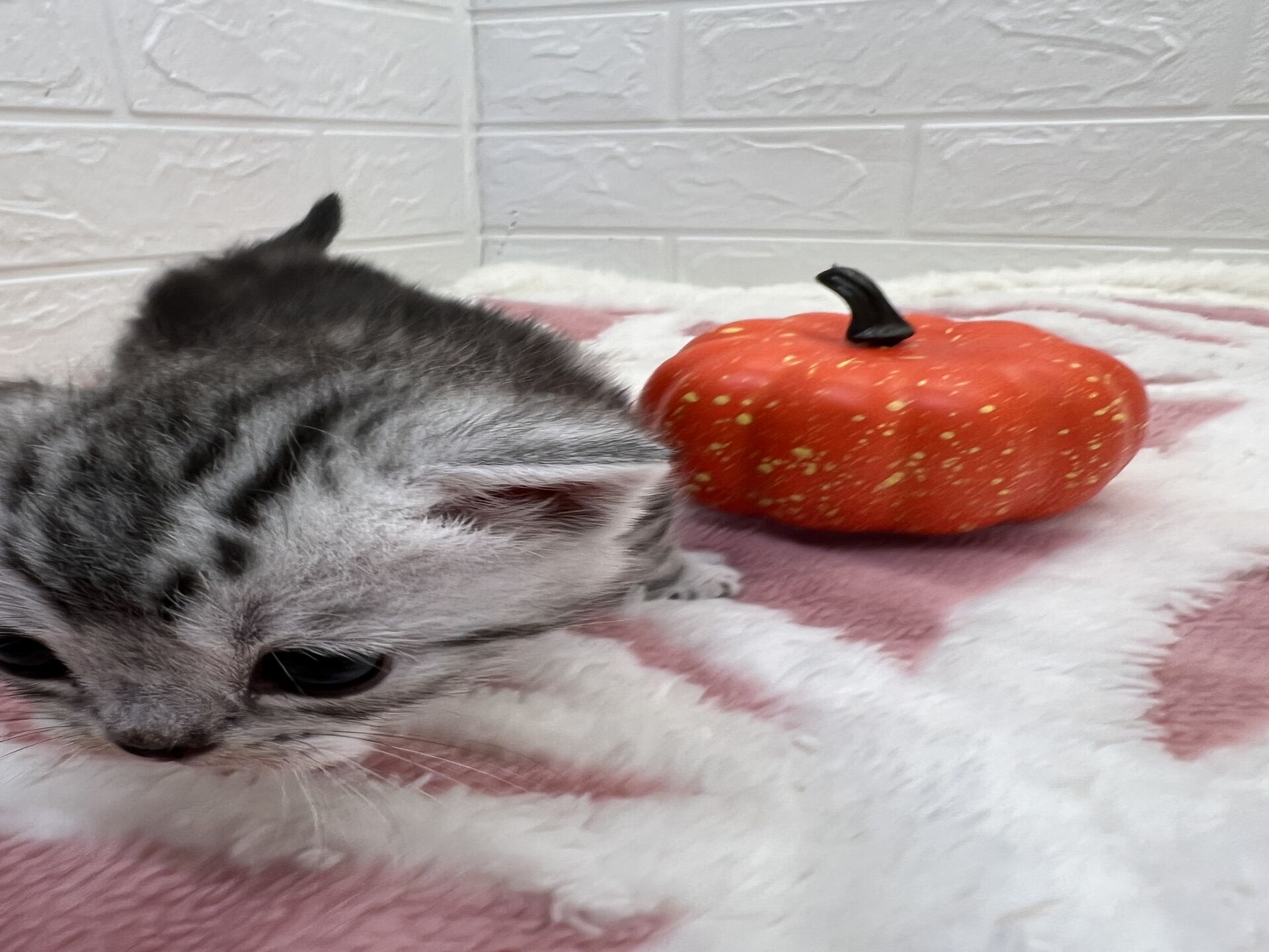 エキゾチックショートヘア　オモチ　きいろちゃん