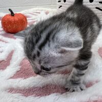 画像12560：エキゾチックショートヘア<br>　オモチ　きいろちゃん