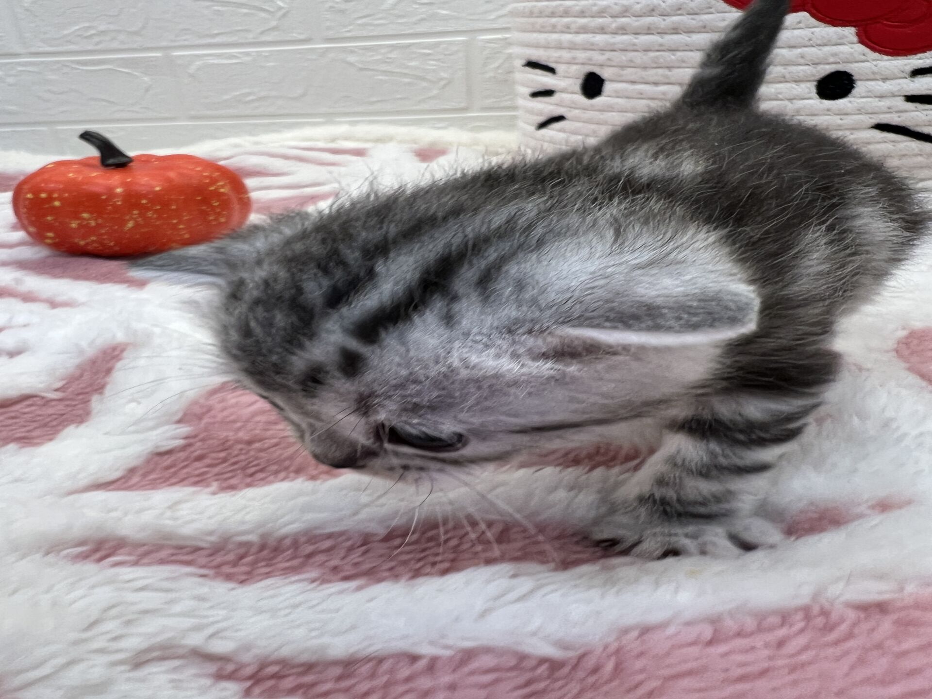 エキゾチックショートヘア　オモチ　きいろちゃん