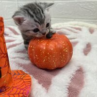 画像12562：エキゾチックショートヘア<br>　オモチ　きいろちゃん