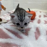 画像12563：エキゾチックショートヘア<br>　オモチ　きいろちゃん