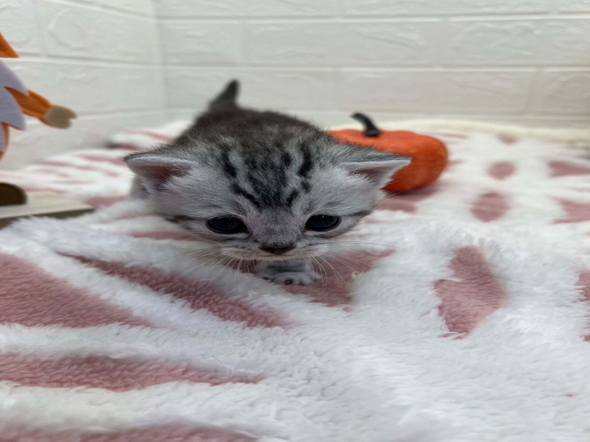 エキゾチックショートヘア　オモチ　きいろちゃん