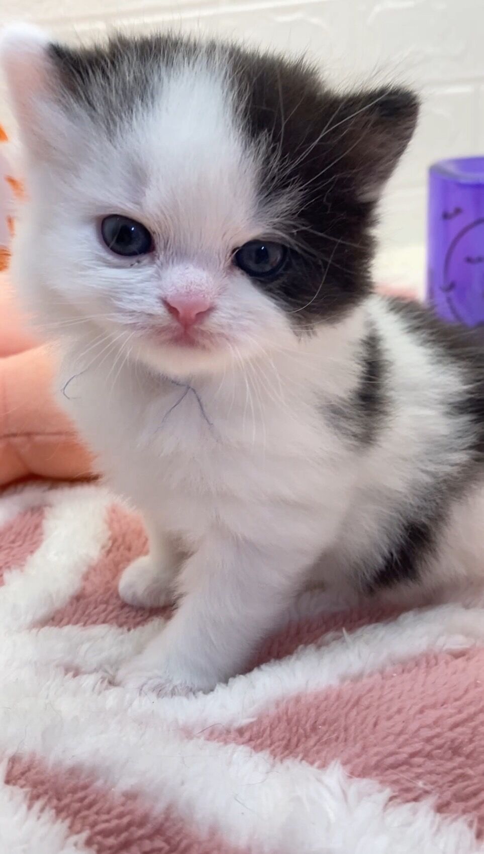 エキゾチックショートヘア　オモチ　きいろちゃん