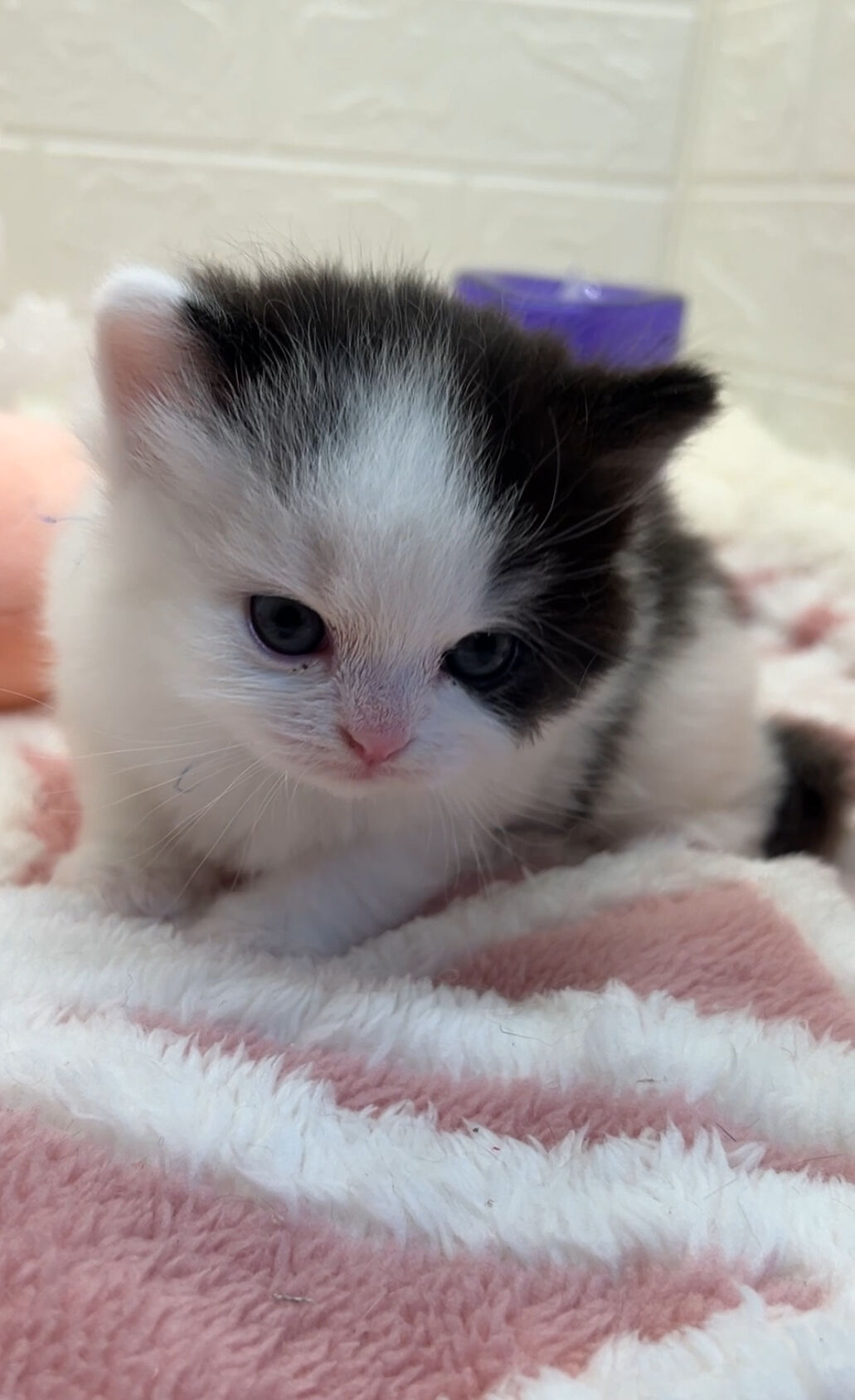 エキゾチックショートヘア　オモチ　きいろちゃん