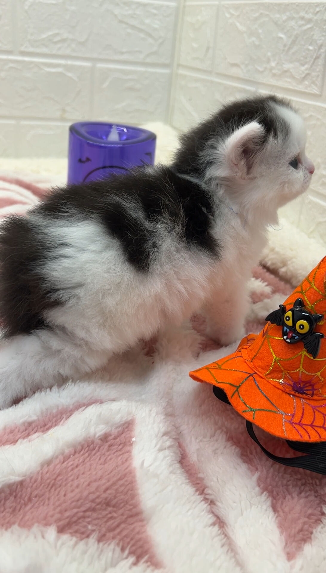 エキゾチックショートヘア　オモチ　きいろちゃん