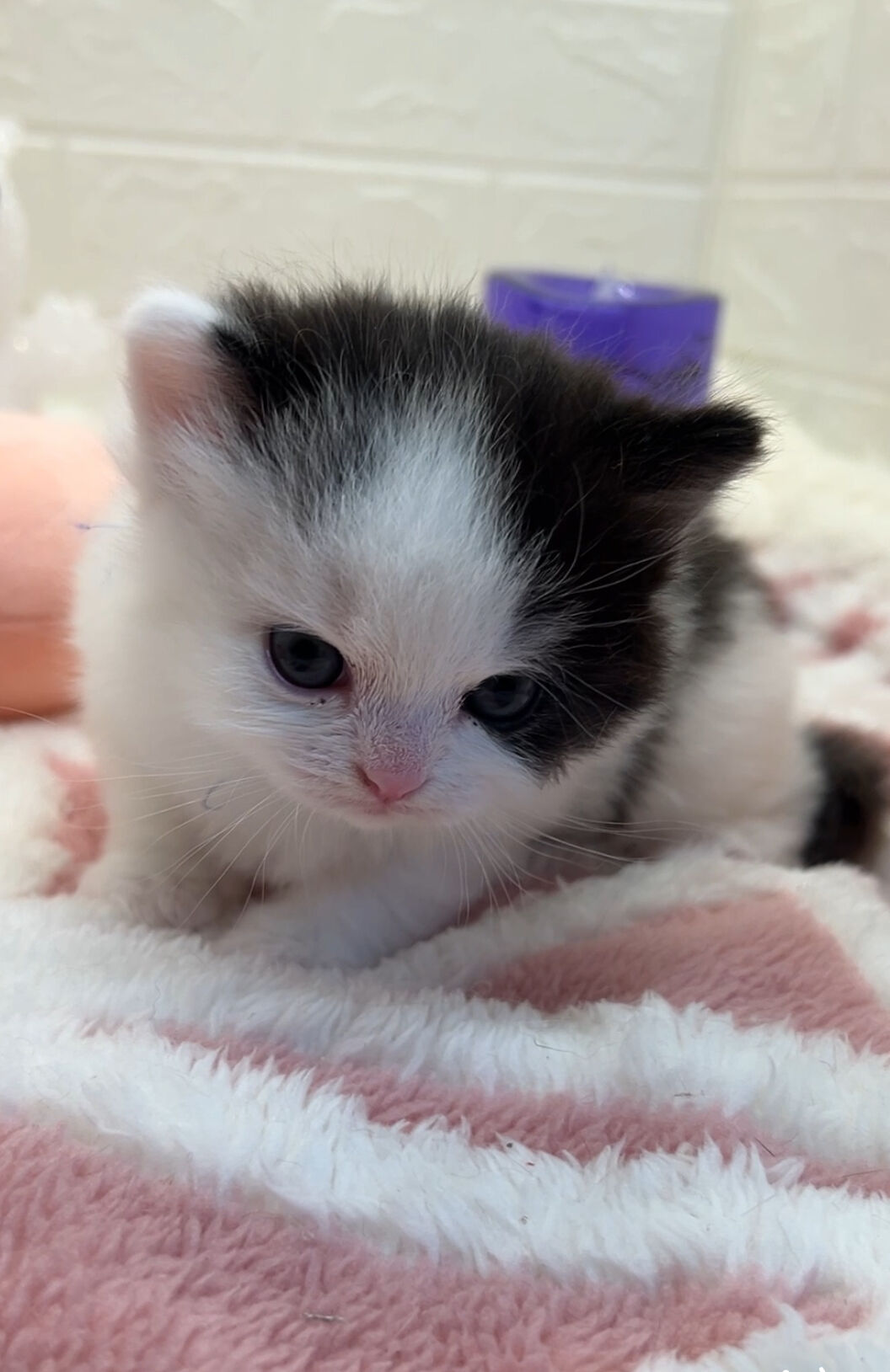 エキゾチックショートヘア　オモチ　きいろちゃん