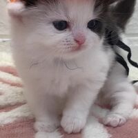 画像12576：エキゾチックショートヘア<br>　オモチ　きいろちゃん