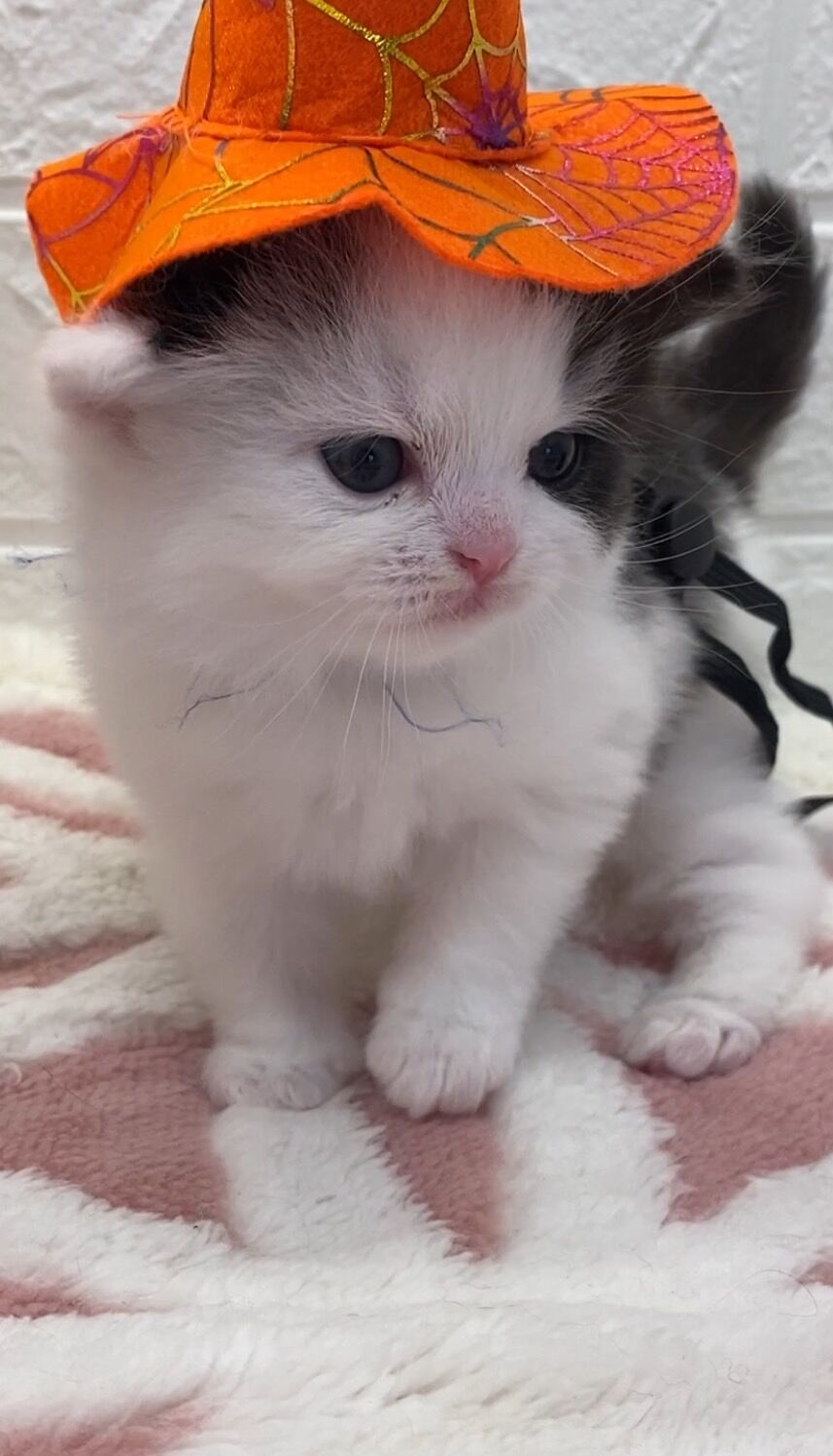 エキゾチックショートヘア　オモチ　きいろちゃん
