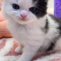 画像12577：エキゾチックショートヘア<br>　オモチ　きいろちゃん