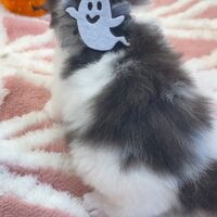 画像12578：エキゾチックショートヘア<br>　オモチ　きいろちゃん