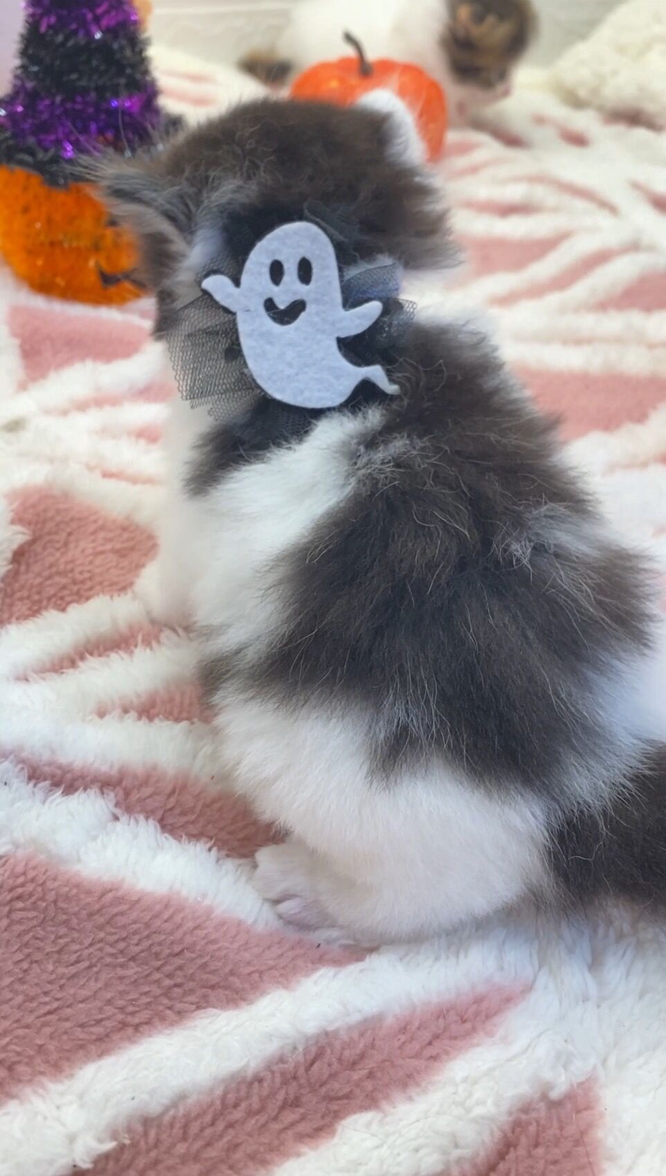 エキゾチックショートヘア　オモチ　きいろちゃん