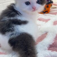 画像12579：エキゾチックショートヘア<br>　オモチ　きいろちゃん