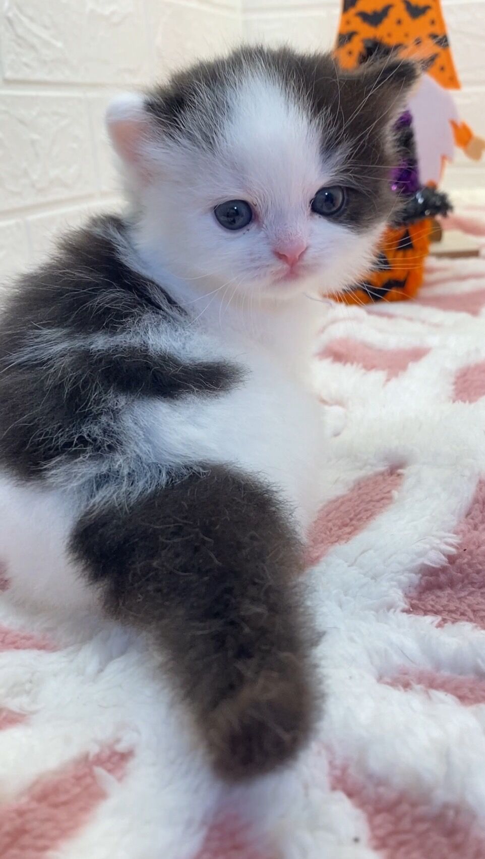エキゾチックショートヘア　オモチ　きいろちゃん