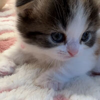 画像12592：エキゾチックショートヘア<br>　オモチ　きいろちゃん