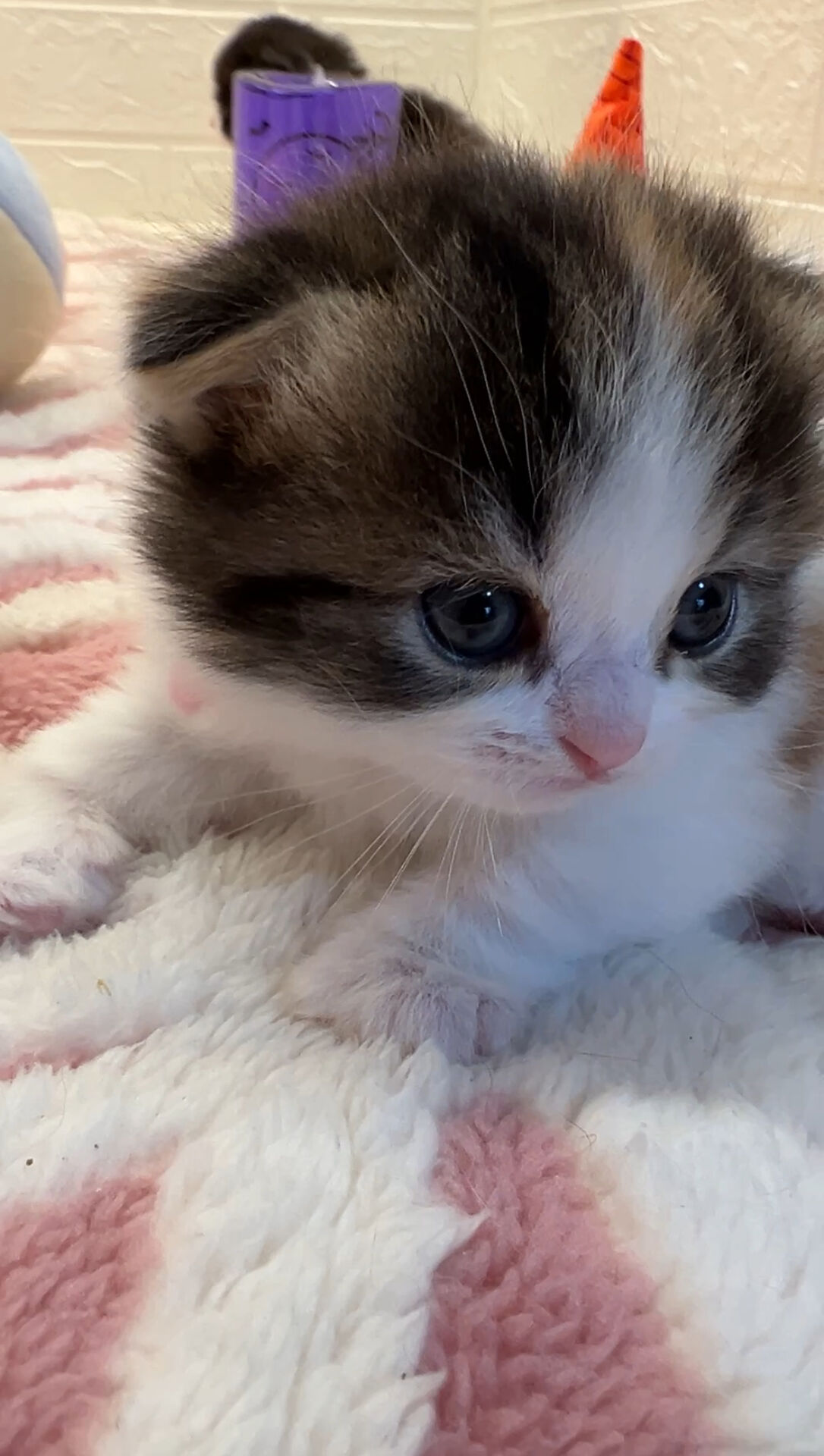 エキゾチックショートヘア　オモチ　きいろちゃん