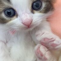 画像12594：エキゾチックショートヘア<br>　オモチ　きいろちゃん