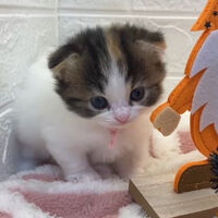 画像12595：エキゾチックショートヘア<br>　オモチ　きいろちゃん