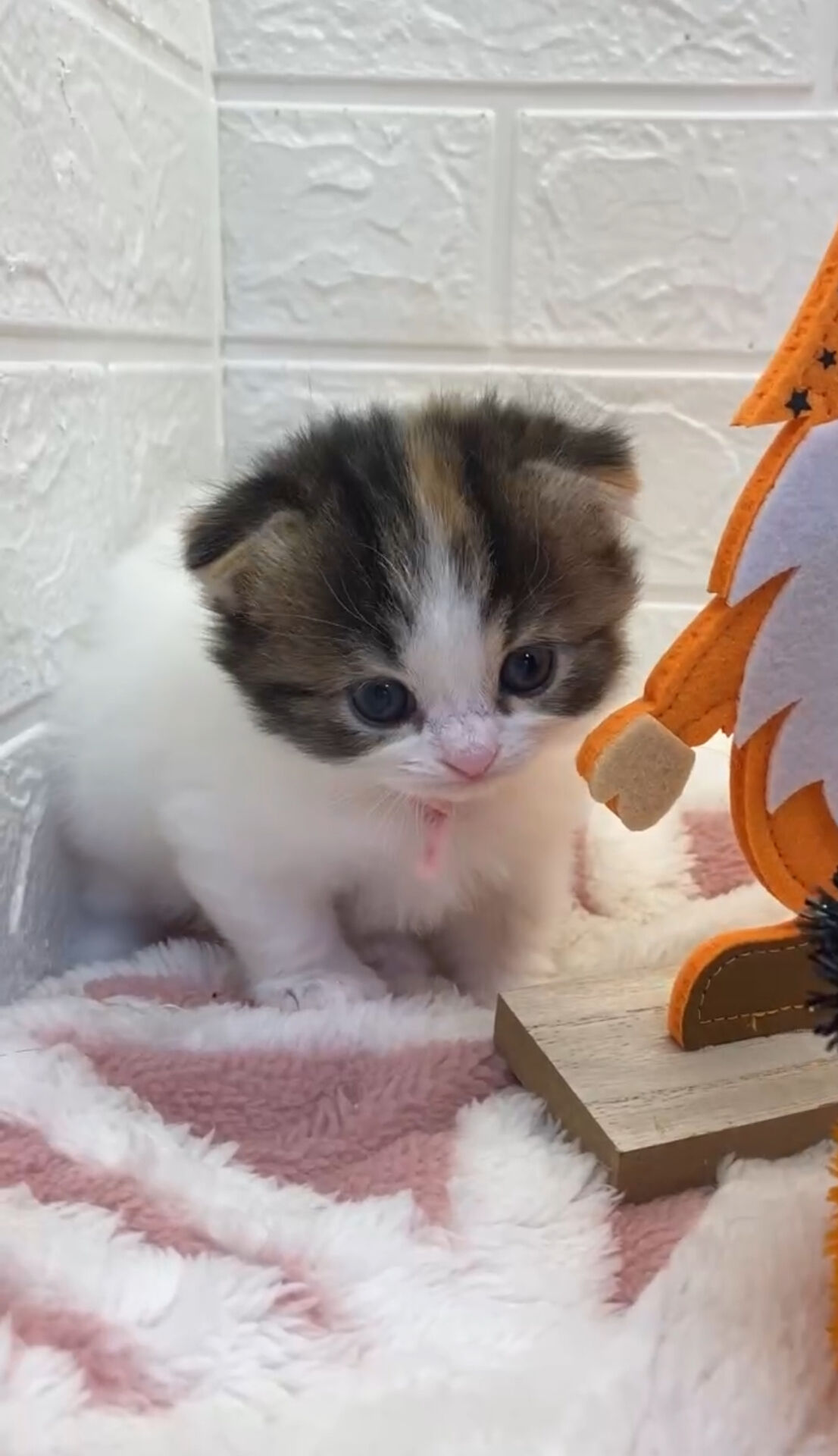 エキゾチックショートヘア　オモチ　きいろちゃん