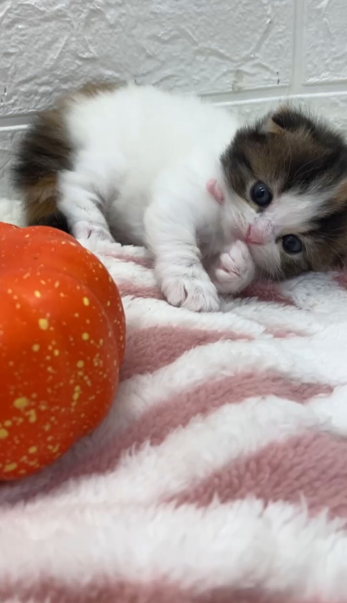 エキゾチックショートヘア　オモチ　きいろちゃん