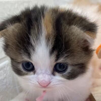 画像12600：エキゾチックショートヘア<br>　オモチ　きいろちゃん