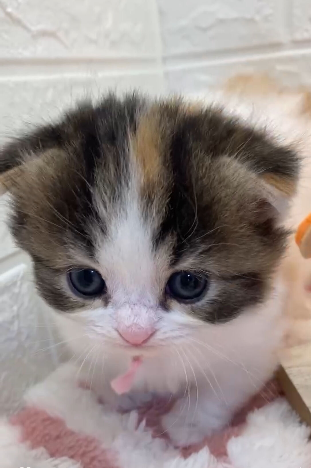 エキゾチックショートヘア　オモチ　きいろちゃん