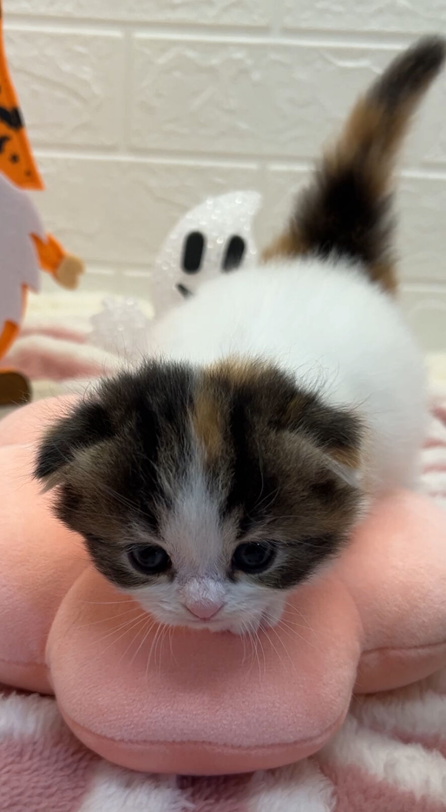 エキゾチックショートヘア　オモチ　きいろちゃん