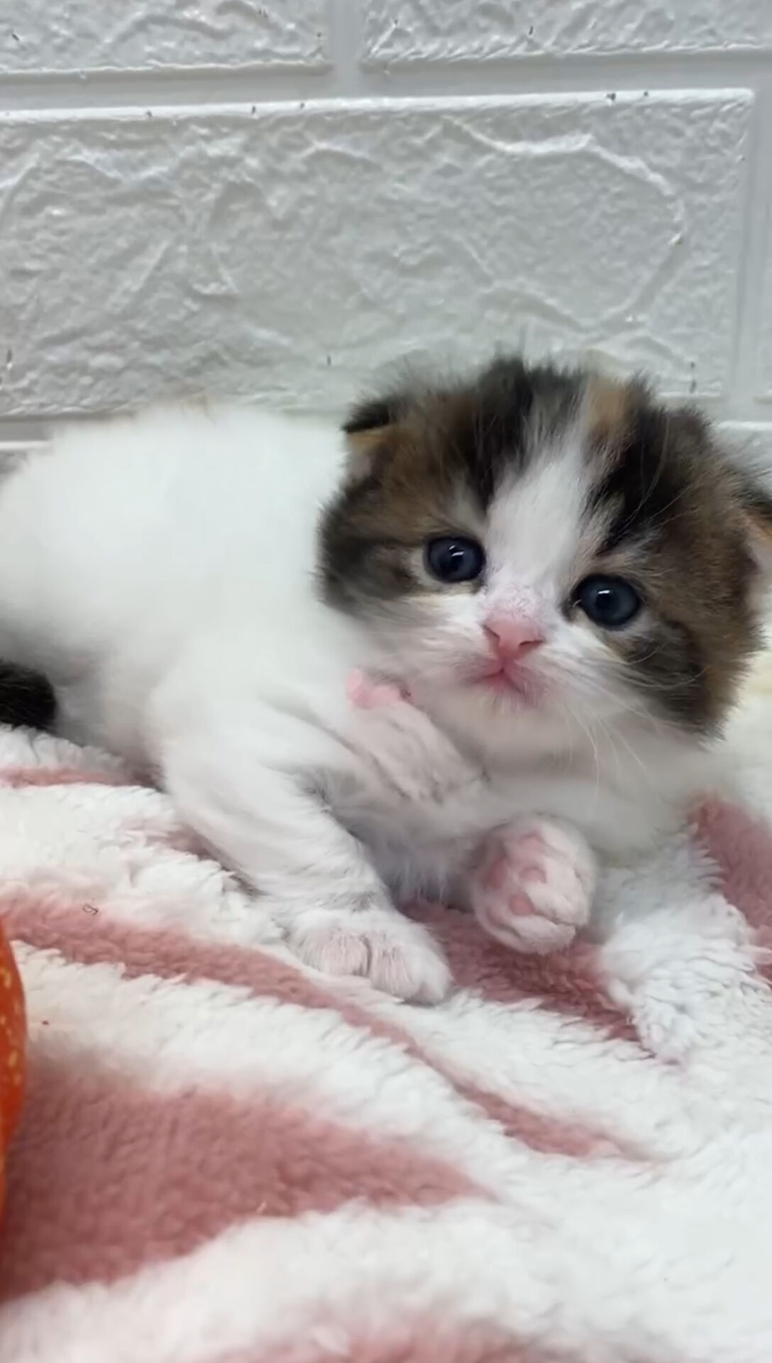 エキゾチックショートヘア　オモチ　きいろちゃん