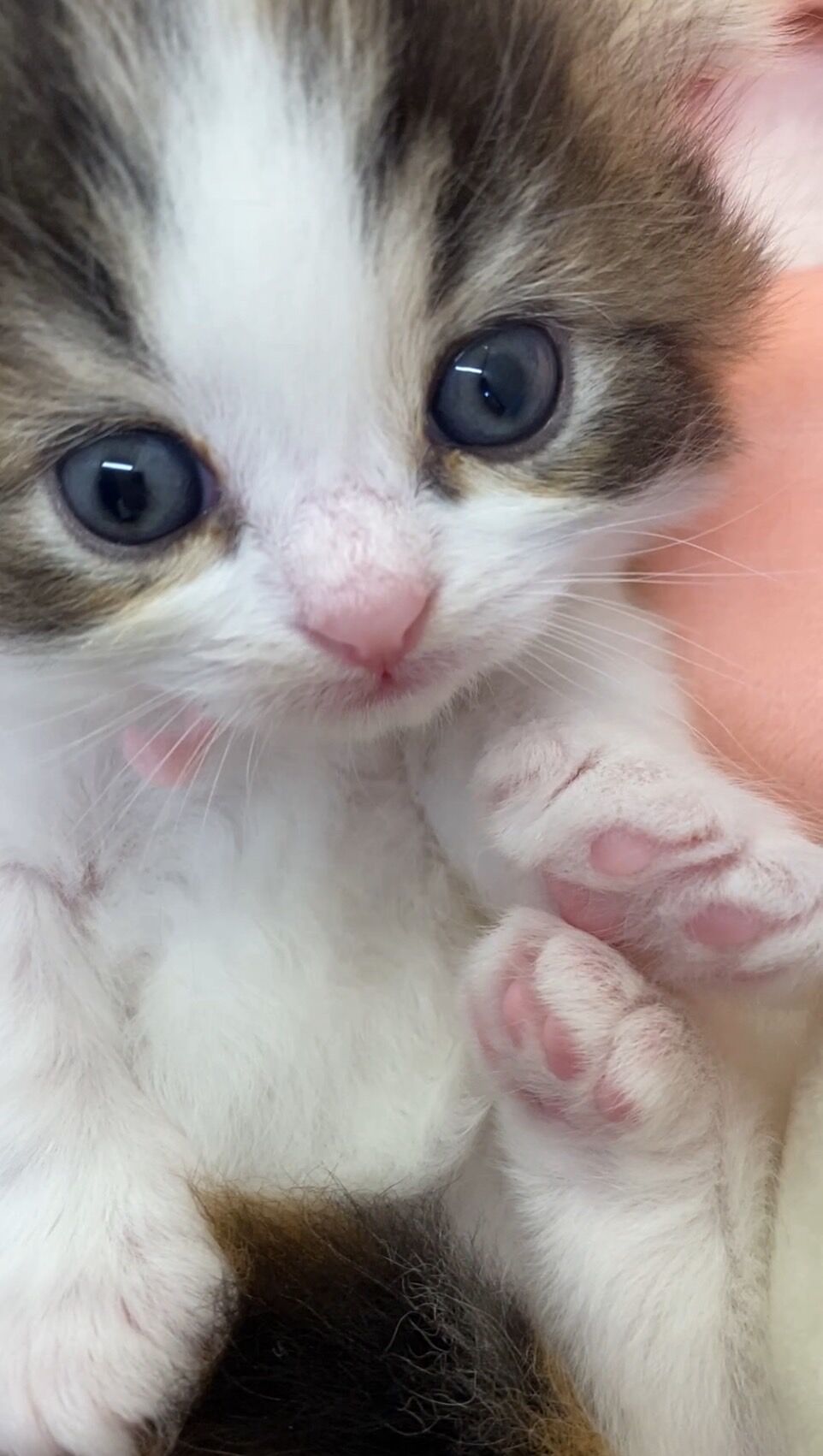 エキゾチックショートヘア　オモチ　きいろちゃん
