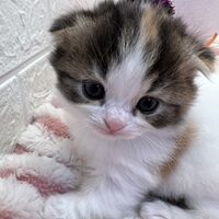 画像12606：エキゾチックショートヘア<br>　オモチ　きいろちゃん