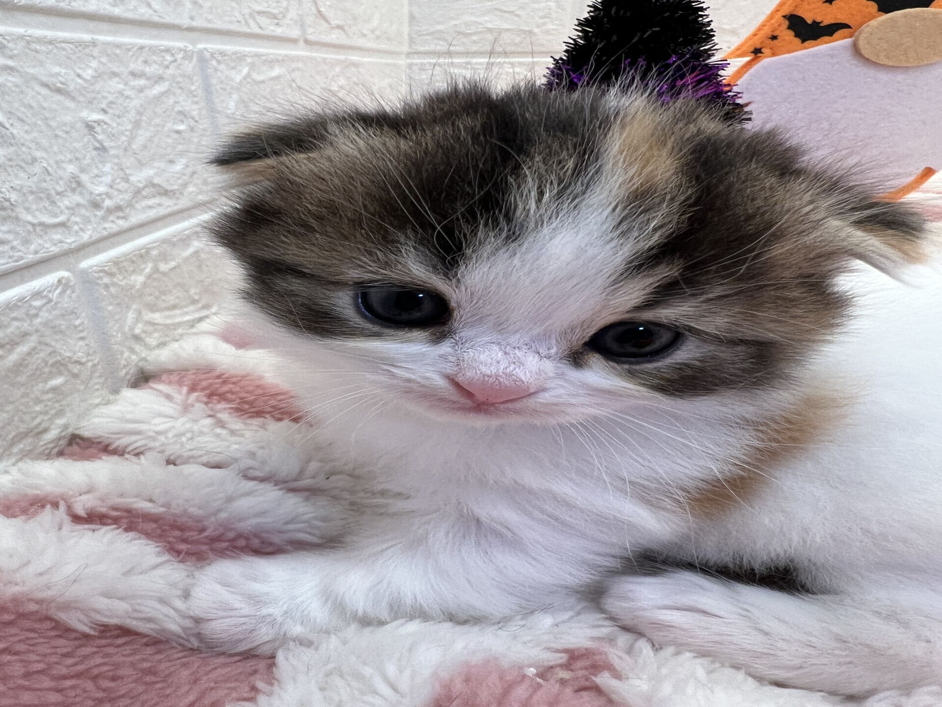 エキゾチックショートヘア　オモチ　きいろちゃん