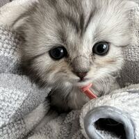 画像13275：エキゾチックショートヘア<br>　オモチ　きいろちゃん