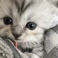 画像13280：エキゾチックショートヘア<br>　オモチ　きいろちゃん