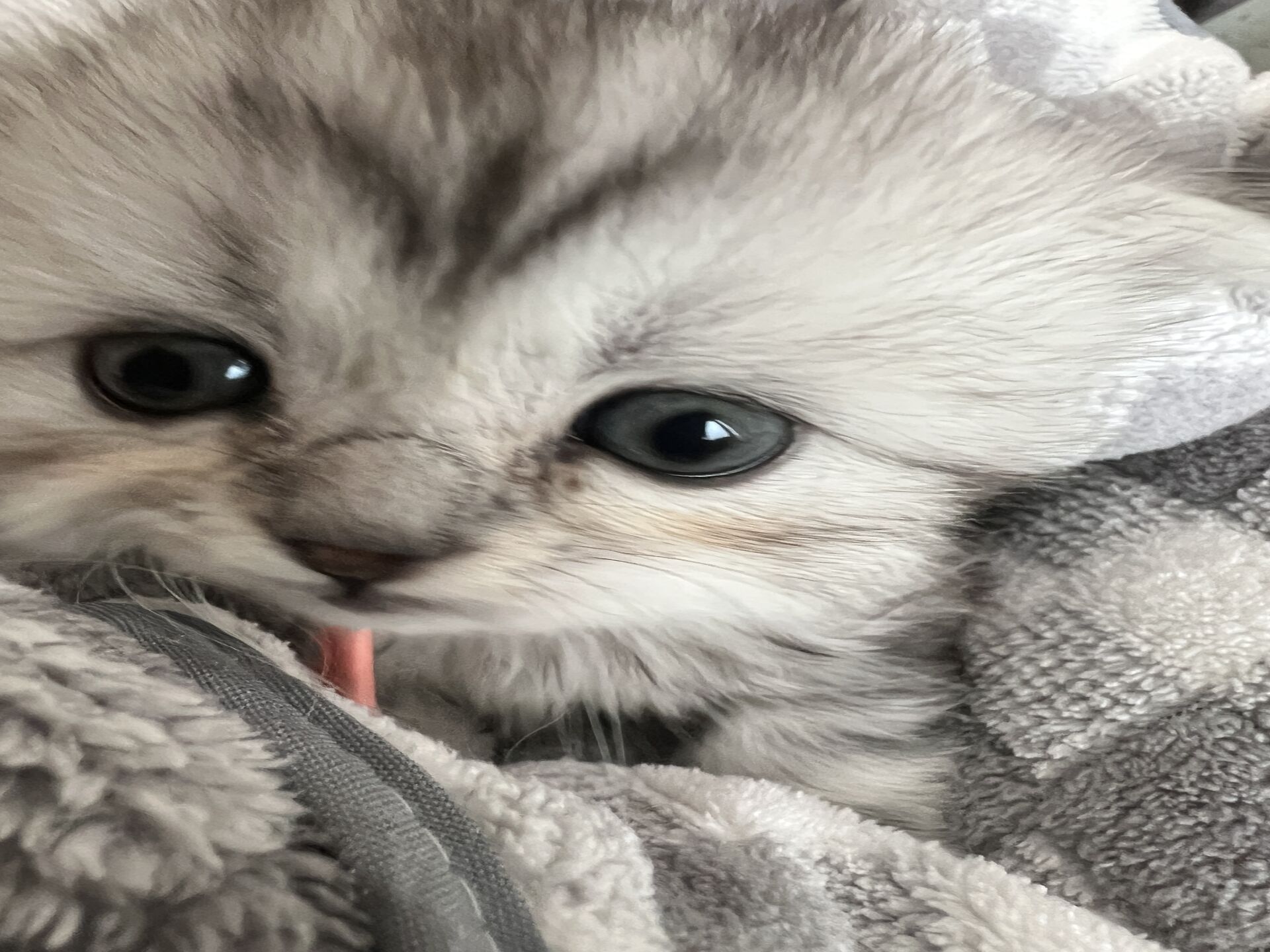 エキゾチックショートヘア　オモチ　きいろちゃん