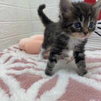 画像13811：エキゾチックショートヘア<br>　オモチ　きいろちゃん