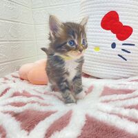 画像13813：エキゾチックショートヘア<br>　オモチ　きいろちゃん