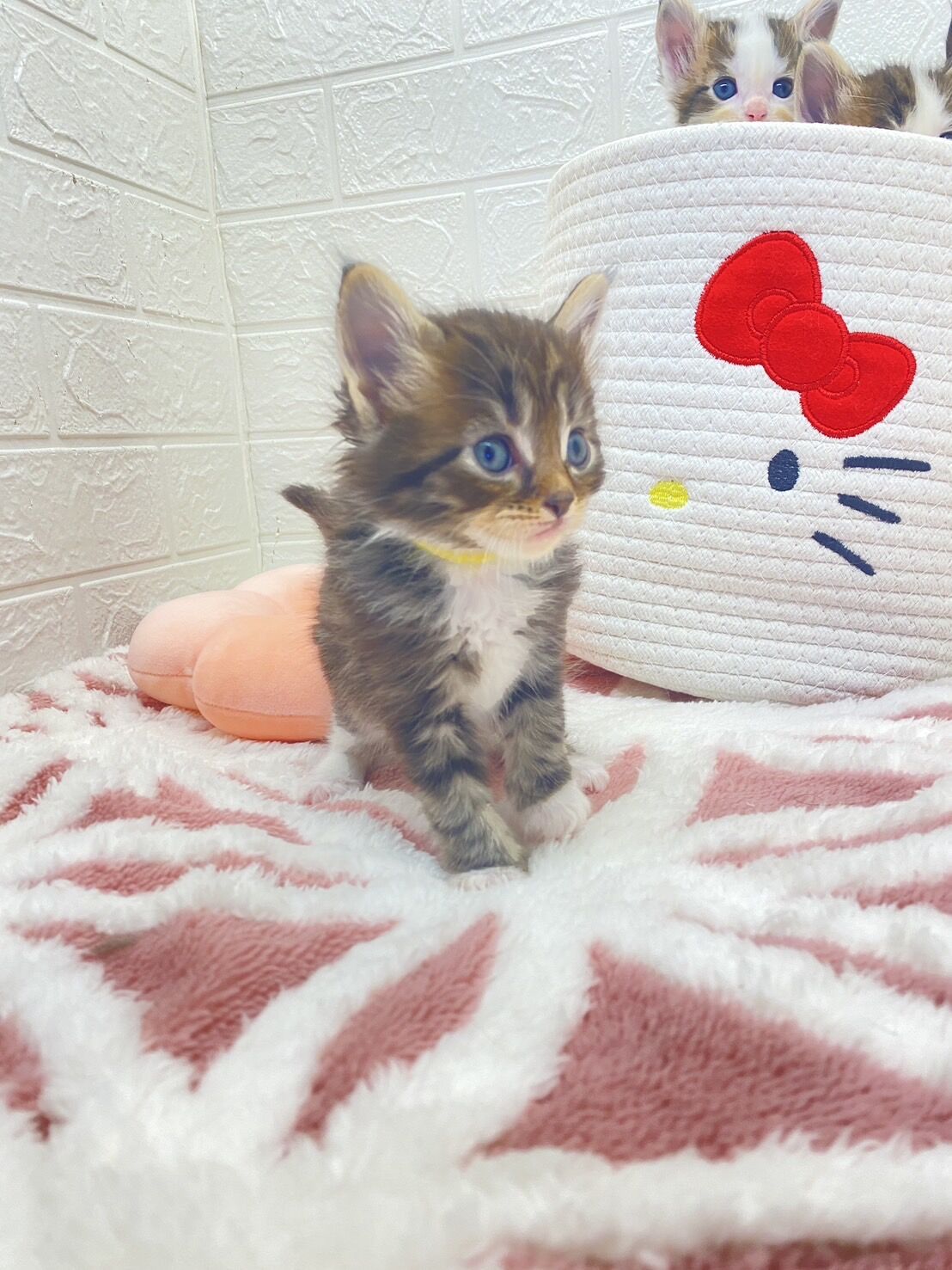 エキゾチックショートヘア　オモチ　きいろちゃん