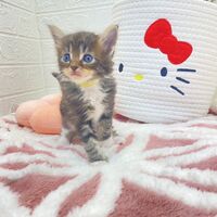 画像13814：エキゾチックショートヘア<br>　オモチ　きいろちゃん